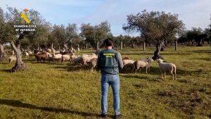 Detenido un hombre por sustraer 264 ovejas de una finca donde estuvo trabajando en Cáceres