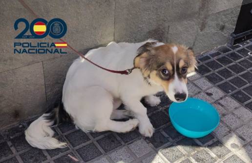 Auxilian a un perro que dejaron durante horas en el interior de un coche cerrado en Las Palmas de Gran Canaria