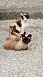 El Ayuntamiento de Alcalá de Henares activa una campaña para esterilizar a los gatos callejeros y devolverlos a sus colonias