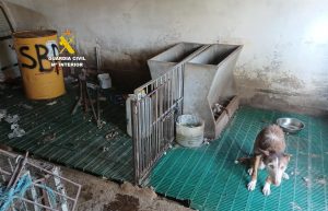 Investigado un hombre acusado de maltatar a sus perros en Santa Magdalena de Pulpis