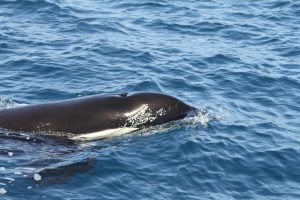 Investigadores de Universidad de La Laguna usan la Inteligencia Artificial para descifrar la comunicación de las orcas