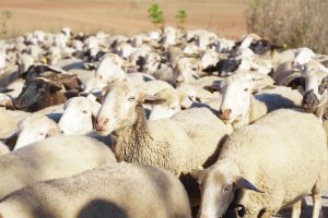 Inteligencia artificial para detectar las emociones en los rostros de los animales