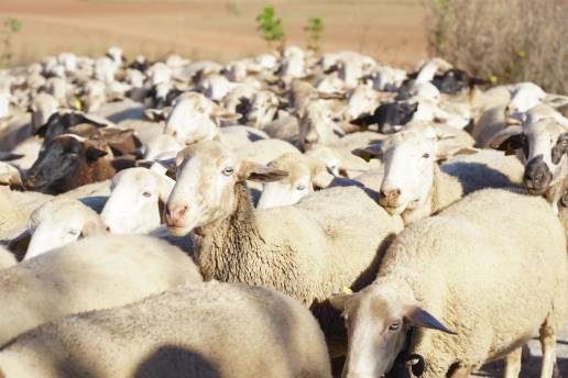 Inteligencia artificial para detectar las emociones en los rostros de los animales