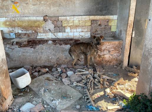  Investigado un hombre tras hallar tres perros muertos y tres en mal estado en una caseta de aperos