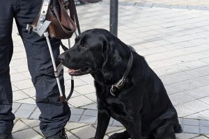 Gobierno garantizará que personas con discapacidad puedan acceder con sus perros de asistencia a espacios de uso público