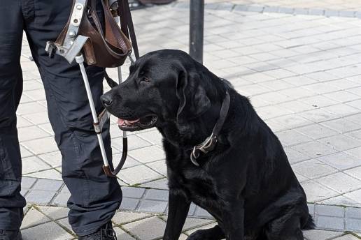 Gobierno garantizará que personas con discapacidad puedan acceder con sus perros de asistencia a espacios de uso público