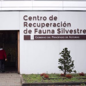 El Principado practica la eutanasia a un cachorro de lobo con una enfermedad neurológica