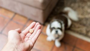 Farmacéuticos piden cumplir con la ley que les habilita para ser los únicos en dispensar medicamentos veterinarios