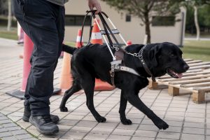 La Fundación ONCE del Perro Guía protagoniza el cupón este martes con el mensaje 'Ellos nos acompañan a diario'
