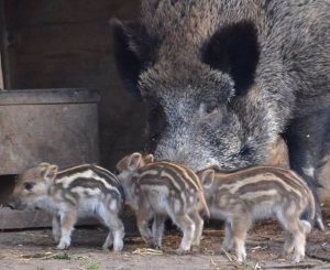La Inteligencia Artificial desvela el lenguaje emocional de los animales