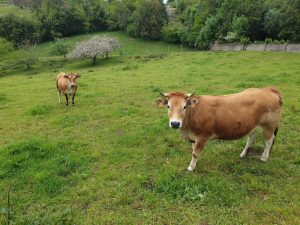 Tineo tiene actualmente 38 animales y 14 explotaciones afectados por la tuberculosis