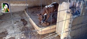 Investigado por un presunto delito de maltrato animal a 23 perros en naves abandonadas de El Fargue (Granada)