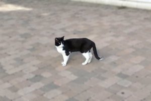 Una plataforma animalista denuncia la agresión a una alimentadora autorizada de una de las colonias felinas