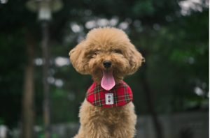 Cae un grupo que vendía por Internet crías de caniche con documentación falsa sobre su origen y pedigrí