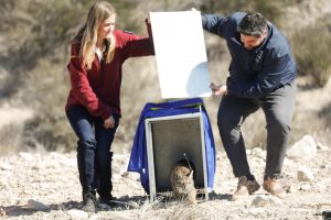 La suelta de dos nuevos linces eleva a veinte el total de ejemplares censados en Murcia