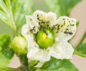Una investigación de la Junta y la UGR prueba que suministrar azúcar a hormigas les hace depredar pulgones en cultivos de invernadero
