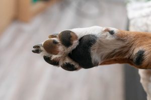 El Ayuntamiento de Tegueste (Tenerife) condena la decapitación de un perro