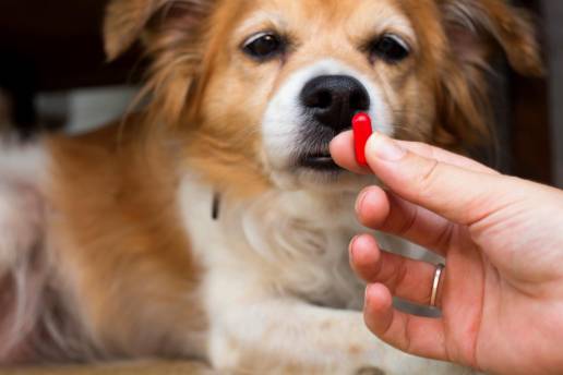 Factores asociados con el uso de importantes antimicrobianos humanos en clínicas japonesas de pequeños animales