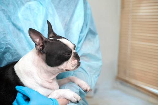 La inmunoterapia produce los peores resultados de supervivencia específicos de la raza entre tres terapias investigadas en bulldogs franceses con glioma de alto grado
