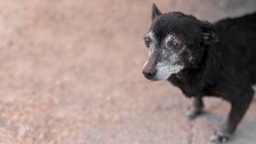 Evaluación de la función cognitiva y de movilidad en perros geriátricos después de un tratamiento con células madre y vesículas extracelulares de células madre derivadas de células madre embrionarias: un estudio piloto