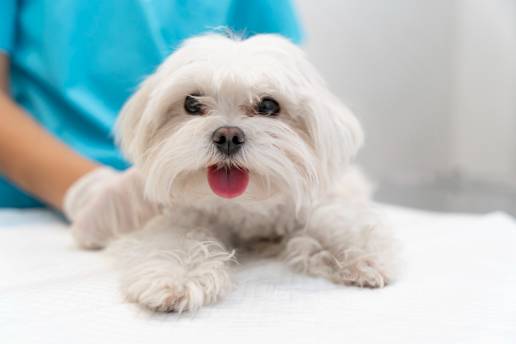 Caso clínico: Posible asociación con el síndrome autoinmune poliglandular en un perro tras un tratamiento prolongado con oclacitinib