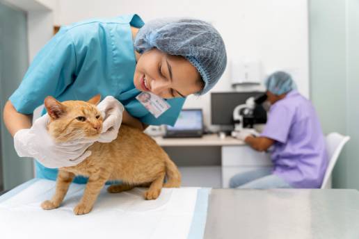 Resultados clínicos del tratamiento de las fracturas corporales mandibulares con férulas intraorales de composite reforzadas con alambre en 15 gatos