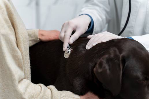 Aspiración transtorácica de los pulmones con aguja fina y cultivo bacteriano con pruebas de susceptibilidad antimicrobiana utilizadas en el diagnóstico de neumonía bacteriana en perros y gatos: 14 perros y 2 gatos (2009-2021)