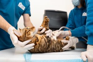 Veterinarios exigen derogar la nueva normativa de medicamentos: "Genera problemas que no son necesarios"