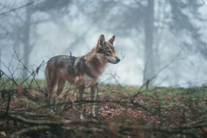 Los lobos aumentan un 60 por ciento en Europa en solo una década