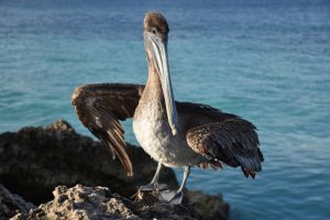 Nuevas aves portadoras trajeron la gripe aviar a Europa y América