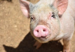 El Seprona pide al Govern que investigue la posible ilegalidad de la rifa del cerdo de Sant Antoni de Ciutadella