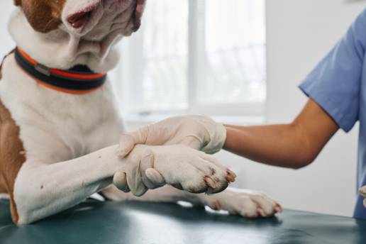 Huperzina de liberación prolongada para el tratamiento de la epilepsia idiopática en perros: informe de un caso