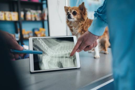 Caso clínico: Reconstrucción con tirohiodopexia en un perro que acudió con separación laringotraqueal completa