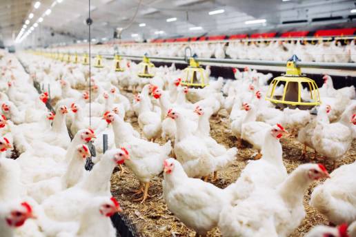 Dos capacidades opuestas de la helicasa Nsp13 del virus de la bronquitis infecciosa: separar el dúplex y promover el recocido del ácido nucleico monocatenario