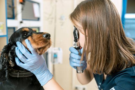 El ropinirol oftálmico es un agente emético igualmente eficaz en perros sanos en comparación con la apomorfina intravenosa