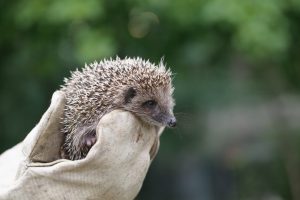 El Centro de Recuperación de Fauna Silvestre atiende a 1.291 animales en 2024