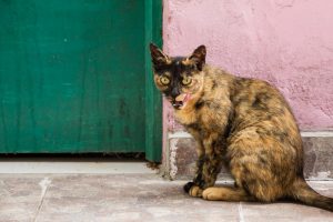 El Ayuntamiento contrata un nuevo servicio de esterilización de gatos comunitarios de colonias felinas