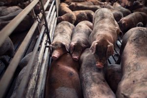 El Sindicato de Veterinarios de Castilla y León pospone, de momento, las movilizaciones programadas en los mataderos.