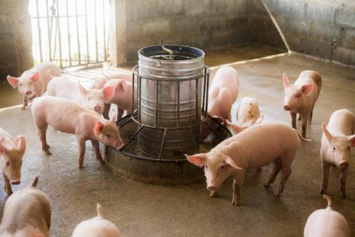 La sorprendente incidencia de listeriosis animal en Alemania (2014-2024) indica un riesgo persistente pero desatendido para One Health