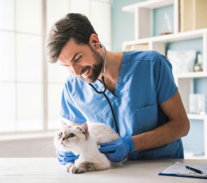 Los veterinarios de León preparan una movilización este miércoles y piden a propietarios y ganaderos que les respalden