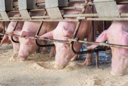 Aislamiento y patogenicidad de un nuevo virus recombinante de la pseudorrabia a partir de la vacuna atenuada y cepas clásicas