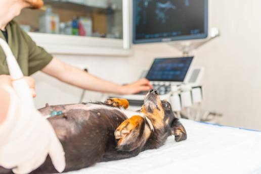 Caso clínico: Endocarditis fúngica clínica como componente de una presunta infección sistémica por aspergilosis en un perro
