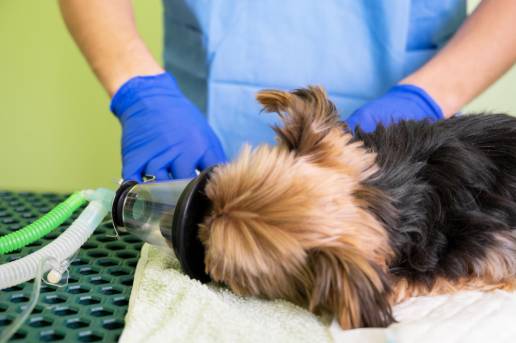 Caso clínico: Disfunción multiorgánica en un perro tras un envenenamiento masivo por avispa papelera (Polistes rothneyi)