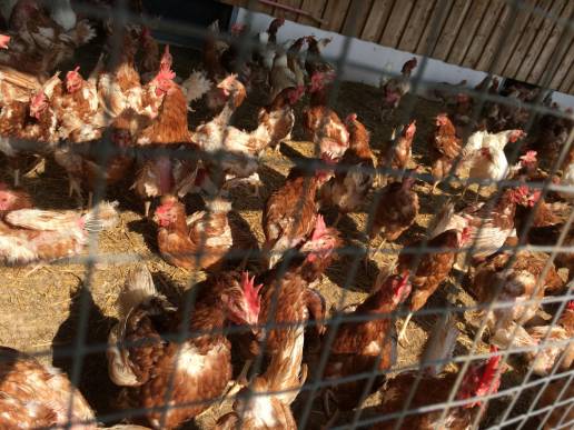 Publicaciones de investigación y fabricación mundial de vacunas veterinarias contra la gripe aviar A (2019-2023)