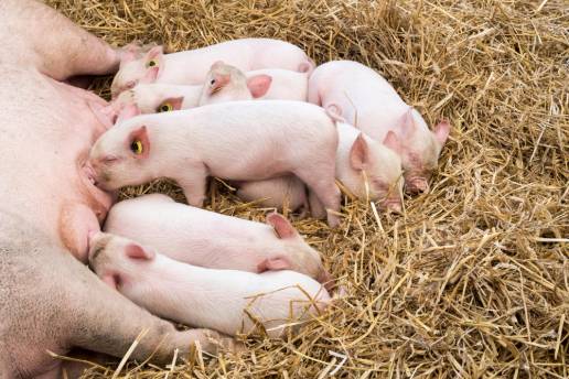 Estrategias genéticas para mejorar el tamaño de la camada y la uniformidad del peso al nacer en lechones