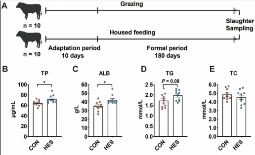 La alimentación alojada mejora la salud del rumen al influir en la composición de la microbiota del ganado Honghe