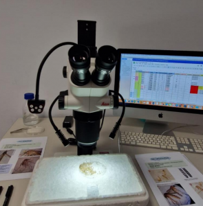 Análisis del riesgo de circulación del Virus del Nilo Occidental en España