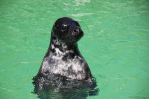 Las focas perciben el oxígeno en su sangre y así evitan ahogarse