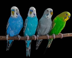 Periquitos y humanos usan zonas del cerebro similares para hablar