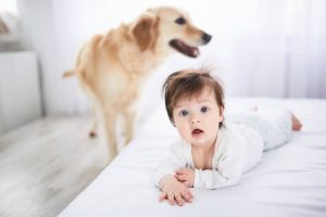 ¿Por qué hay más perros y menos bebés?